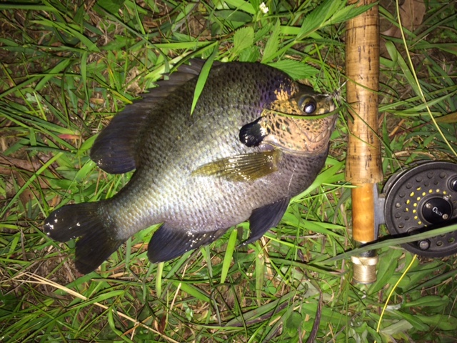 Copper Nose Bluegill