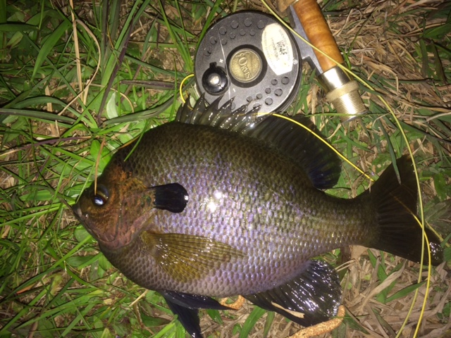 GAD bluegill