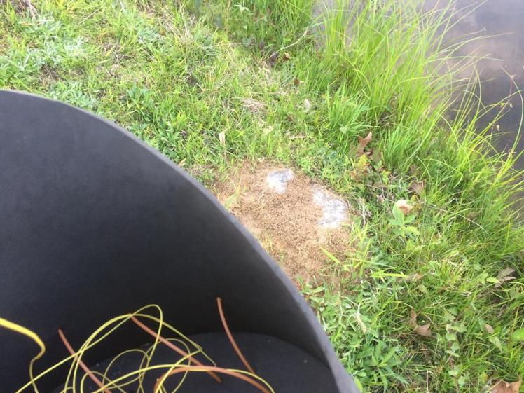 stripping bucket and ant bed