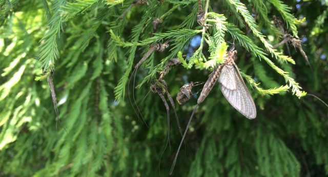 cropped-rezmayfly