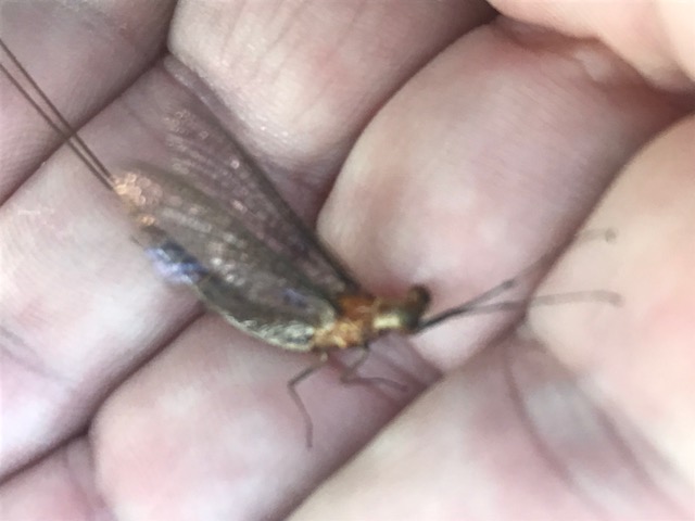 Barnett mayfly